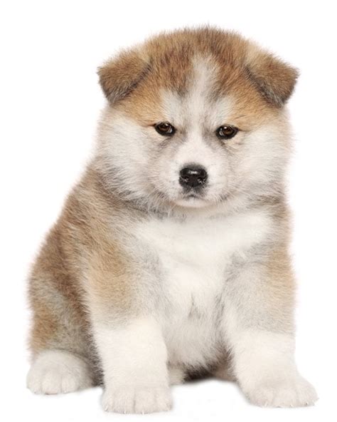 Akita Inu Puppies Breed Information And Puppies For Sale