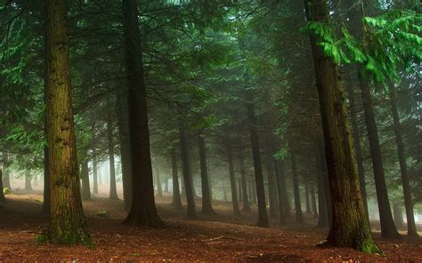 Green Leafed Trees Nature Landscape Mist Forest Hd Wallpaper