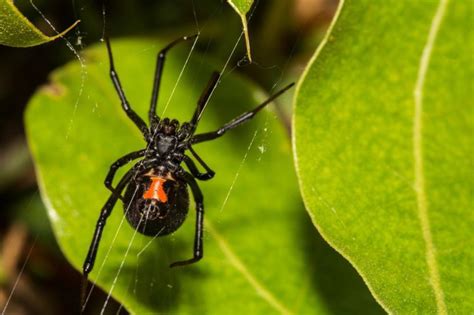 Black widow spiders are typically black with two reddish triangular markings usually joined to form a reddish hourglass shape on black widow spider bites are less common and more severe than other spider bites. Black Widow Spider Bite: What Does It Look Like?