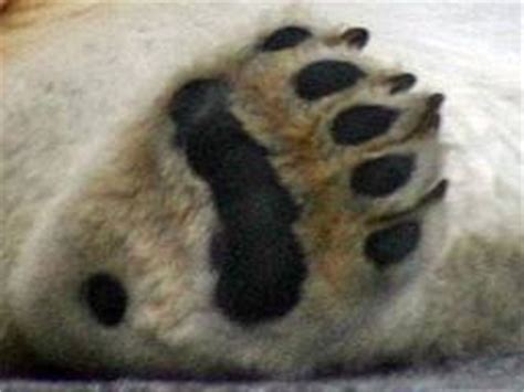 This teacher used the paw. Polar bear paw |Funny Animal