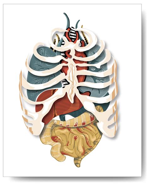 Rib Cage With Organs Image Of The Vital Organs Arrangged In The Rib