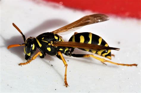 wasps in australia everything you need to know acacia pest control geelong