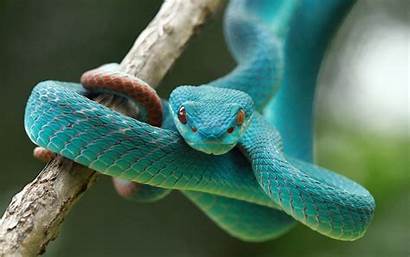 Snake Vipers 5k Wallpapers Animals