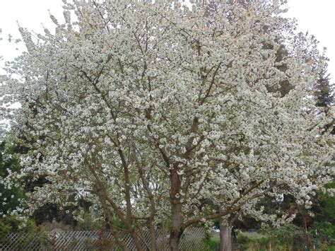 When And How To Prune An Ornamental Cherry Tree Ask An