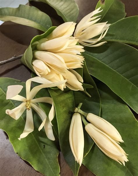 Maybe you would like to learn more about one of these? Magnolia Alba "White Champaca" จำปี @chaichit's home 11.10 ...
