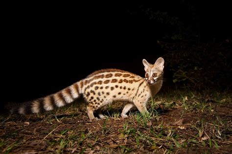 Genets Top 10 Facts And Benefits Of Having Them As Pets The Safari World