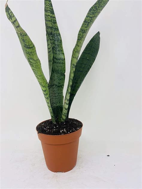 Black Snake Plant Sanseveria Almost Impossible To Kill