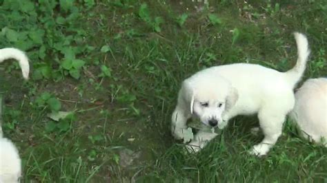 They were born july and will be read to go home september. Golden Retriever Puppies Sale in Branson, MO - YouTube