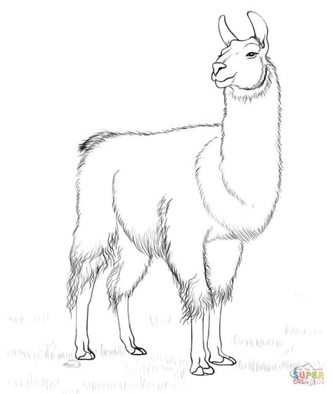 Llama Coloring Page Free Printable Coloring Pages Alpacas