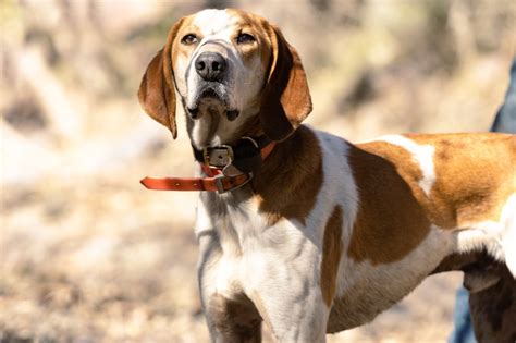 Redtick Coonhound All About This Breed