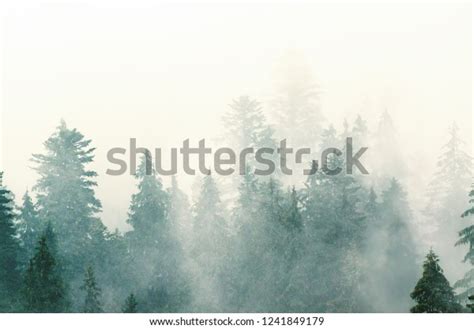 Misty Foggy Mountain Landscape Fir Forest Stock Photo 1241849179