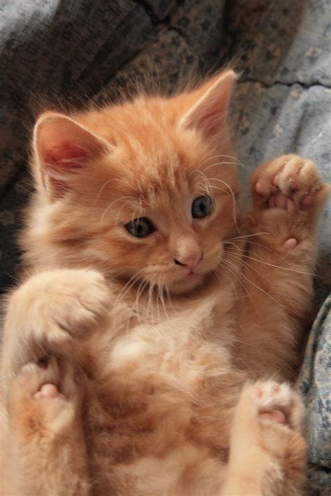 ginger kitteh kittens and puppies cute cats and kittens kittens cutest funny kittens pretty
