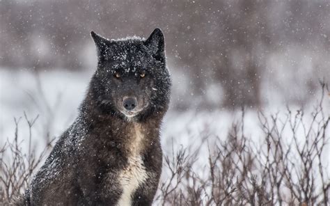 Cloud Wolves Of The Kaska Coast Photo Gallery Churchill Wild Polar