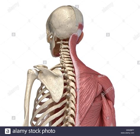 Human Body Torso Skeletal And Muscular Systems Back Perspective View