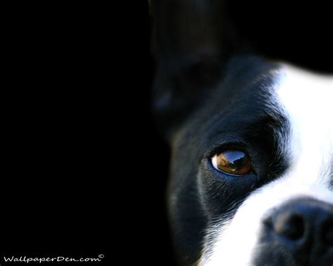 black  white dog wallpapers  wallpapers adorable wallpapers