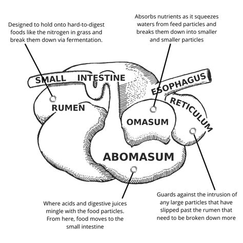 4 Surprising Parts Of A Ruminant Digestive System Go Seed