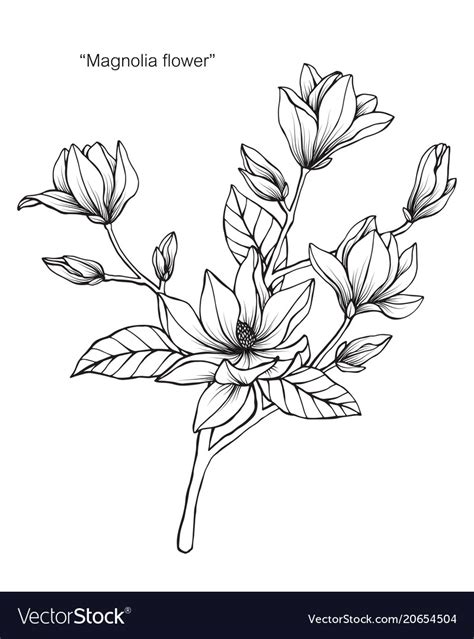 Magnolia Flower Drawing Royalty Free Vector Image
