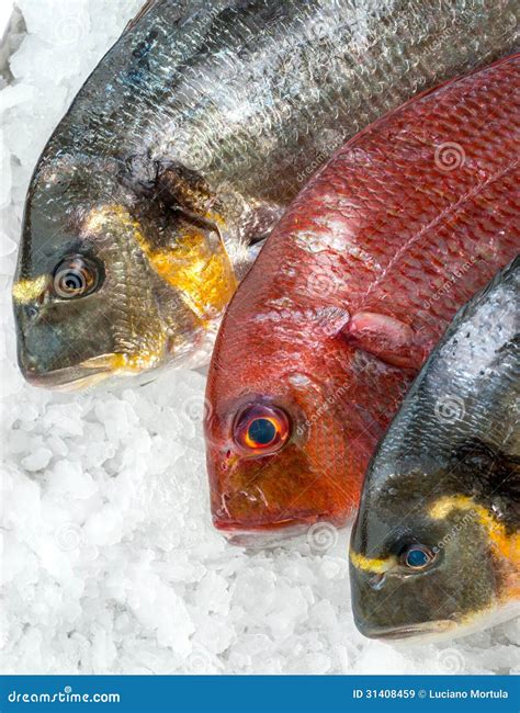 Fresh Fish On Ice At The Fish Market Stock Image Image Of Frozen