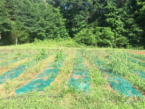 Weeding Between The Lines Carolina Farm Stewardship Association