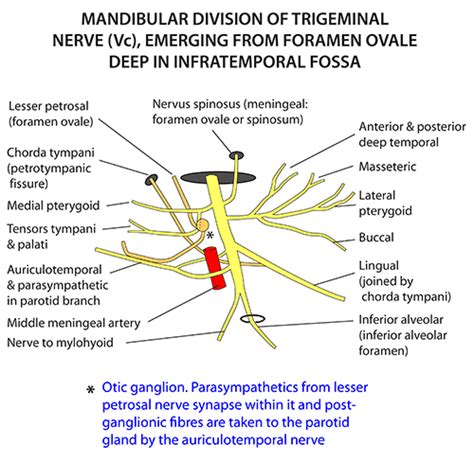 Instant Anatomy Head And Neck Areasorgans Infratemporal Fossa