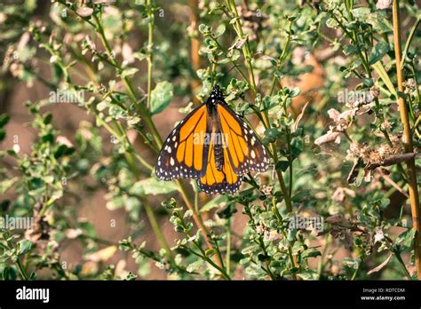 Monarch Butterfly Resting In A Shrub Pismo Beach California Stock