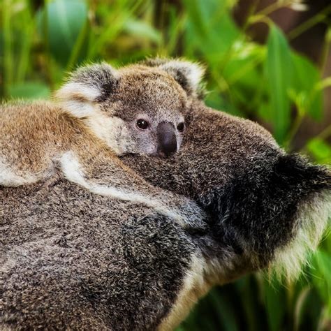 Oso Koala En El Zoológico Foto Premium