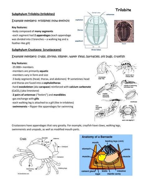 Snake Anatomy Andphysiology