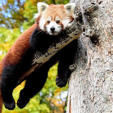 The Lazy Red Panda Youtube
