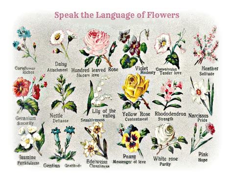speak the language of flowers from an early 1900 s postcard language of flowers flower