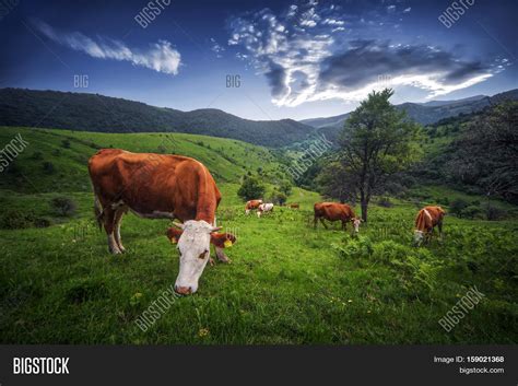 Cows Summer Sunny Day Image Photo Free Trial Bigstock