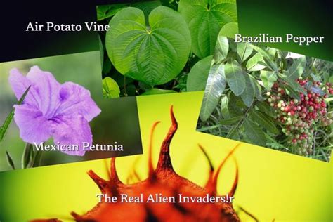 Your Creepy Scary Garden The Alien Invaders Extra Mile Pest Control