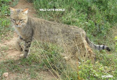 Welcome Max African Wildcat Male Wild Cats World