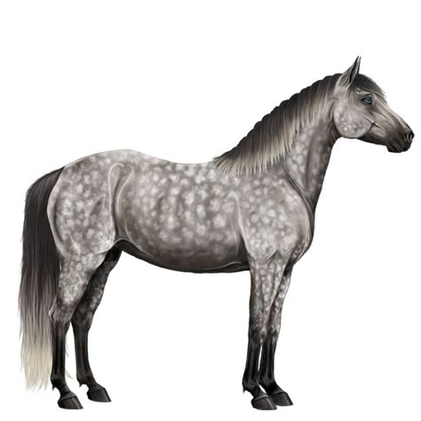 Dapple Grey Horse Apfelschimmel Pferde Graues Pferd Wie Man Pferde