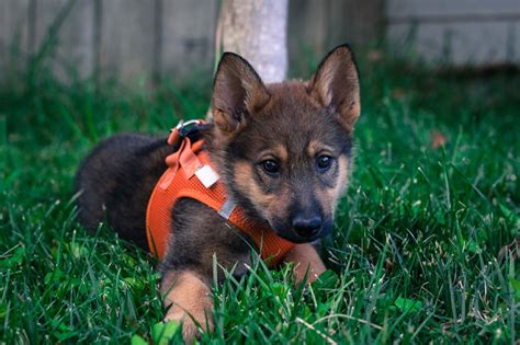 German shepherd long coat puppies quality breed kittan undo?? Your German Shepherd Will LOVE One of These Herculean Names!