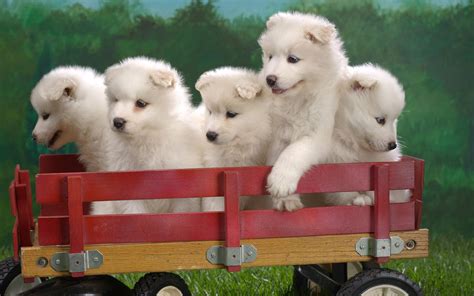 Wagonload Of Samoyed Puppies Wallpapers Hd Wallpapers Id 4999