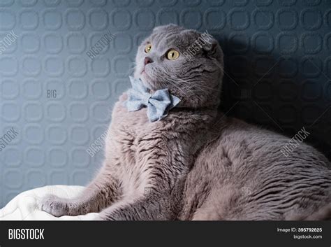 Cute Funny Grey Cat Image And Photo Free Trial Bigstock