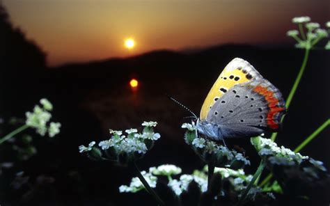 Beautiful Natural Scenery A Butterfly Perched On A Flower ~ Nature