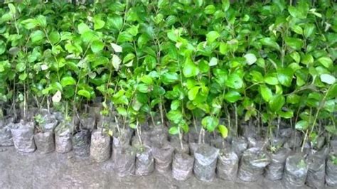 Full Sun Exposure Green Apple Ber Plant For Garden At Rs 110piece In Jaipur