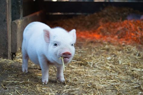 Baby Pigs Wallpapers Top Free Baby Pigs Backgrounds Wallpaperaccess