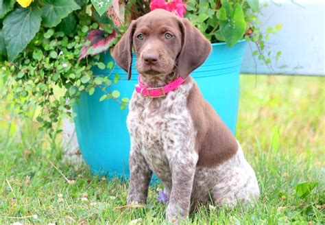 Willow the super smart boweimar puppy. Sabrina | German Shorthaired Pointer Puppy For Sale ...