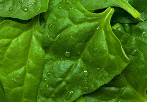 Spinach Best Cool Seeds