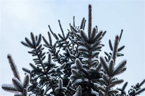 How To Winterize Your Trees Urban Forest Professionals
