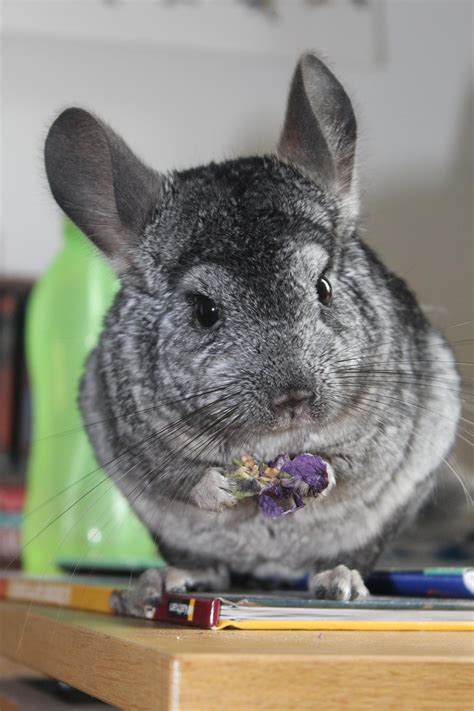 Cute Chinchilla Wallpaper And Lock Screen Hd Image For Android Apk Download