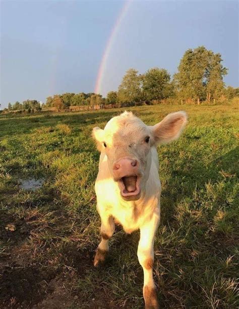 ɪsᴀʙᴇʟʟᴀғᴀʙᴀ Happy Screaming Calf Cow With A Rainbow 🌈 Baby Cows