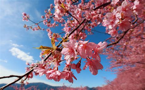 69 Cherry Blossom Desktop Backgrounds Wallpapersafari
