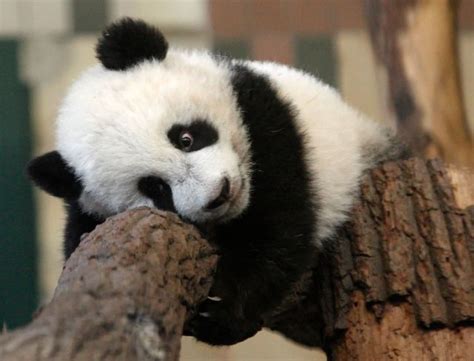 L'urgence est de protéger l'habitat du panda pour assurer sa survie et non d'exposer, comme un trophée. Pourquoi un bébé panda à Beauval ravirait tout le monde ...