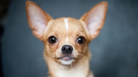 Chihuahua Prix De Ce Chien Caractère Santé Alimentation