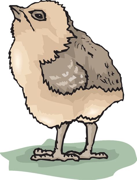 Chicks Baby Bird Small Little Png Picpng
