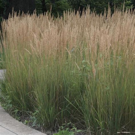 Calamagrostis Karl Foerster In 2021 Calamagrostis Karl Foerster