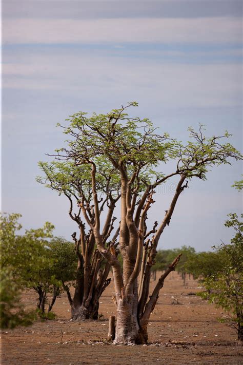 Baobab Stock Image Image Of Savanna Nature Landscape 59347889